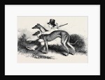 Coursing, Greyhounds. by Anonymous