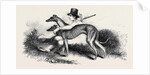 Coursing, Greyhounds. by Anonymous