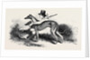 Coursing, Greyhounds. by Anonymous