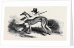 Coursing, Greyhounds. by Anonymous