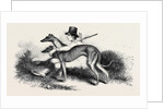 Coursing, Greyhounds. by Anonymous
