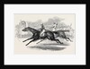 Mr. Day's the Ugly Buck, and Lord George Bentinck's the Devil to Pay, Race for 200 Guineas, at Newmarket by Anonymous
