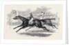 Mr. Day's the Ugly Buck, and Lord George Bentinck's the Devil to Pay, Race for 200 Guineas, at Newmarket by Anonymous
