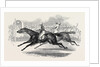 Mr. Day's the Ugly Buck, and Lord George Bentinck's the Devil to Pay, Race for 200 Guineas, at Newmarket by Anonymous
