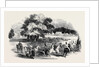 Gorhambury Races, from a Sketch in the Park by Anonymous