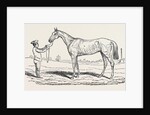 The Princess, Winner of the Oaks. by Anonymous