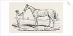 The Princess, Winner of the Oaks. by Anonymous