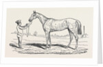 The Princess, Winner of the Oaks. by Anonymous