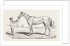 The Princess, Winner of the Oaks. by Anonymous