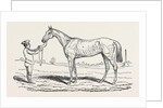 The Princess, Winner of the Oaks. by Anonymous