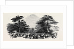 The Grand Cedar Avenue, the Emperor's Sylvan Court by Anonymous