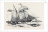 Fruit Schooner. by Anonymous