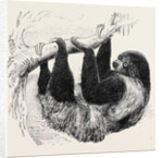 Sloth at the Zoological Gardens, Regent's Park by Anonymous