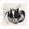 Sloth at the Zoological Gardens, Regent's Park by Anonymous
