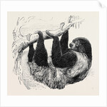Sloth at the Zoological Gardens, Regent's Park by Anonymous