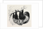Sloth at the Zoological Gardens, Regent's Park by Anonymous