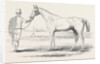 Colonel Peel's Orlando, the Winner of the Derby. by Anonymous