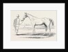 Colonel Peel's Orlando, the Winner of the Derby. by Anonymous