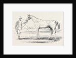 Colonel Peel's Orlando, the Winner of the Derby. by Anonymous