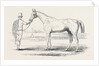 Colonel Peel's Orlando, the Winner of the Derby. by Anonymous