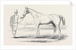 Colonel Peel's Orlando, the Winner of the Derby. by Anonymous