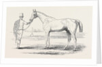 Colonel Peel's Orlando, the Winner of the Derby. by Anonymous