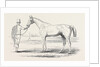 Colonel Peel's Orlando, the Winner of the Derby. by Anonymous
