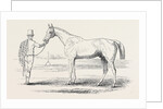 Colonel Peel's Orlando, the Winner of the Derby. by Anonymous