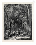 Road Through Goodwood Park. by Anonymous