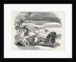 Carter's Lion Chariot Feat by Anonymous