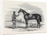 Foigh-a-Ballagh, the Winner of the Great St. Leger and Grand Duke Michael Stakes by Anonymous