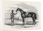 Foigh-a-Ballagh, the Winner of the Great St. Leger and Grand Duke Michael Stakes by Anonymous