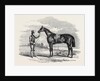 Foigh-a-Ballagh, the Winner of the Great St. Leger and Grand Duke Michael Stakes by Anonymous