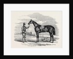 Foigh-a-Ballagh, the Winner of the Great St. Leger and Grand Duke Michael Stakes by Anonymous