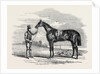 Foigh-a-Ballagh, the Winner of the Great St. Leger and Grand Duke Michael Stakes by Anonymous