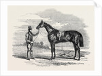 Foigh-a-Ballagh, the Winner of the Great St. Leger and Grand Duke Michael Stakes by Anonymous
