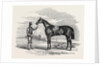 Foigh-a-Ballagh, the Winner of the Great St. Leger and Grand Duke Michael Stakes by Anonymous