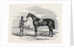 Foigh-a-Ballagh, the Winner of the Great St. Leger and Grand Duke Michael Stakes by Anonymous