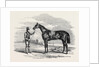 Foigh-a-Ballagh, the Winner of the Great St. Leger and Grand Duke Michael Stakes by Anonymous