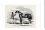 Foigh-a-Ballagh, the Winner of the Great St. Leger and Grand Duke Michael Stakes by Anonymous