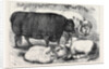 Prize Cattle and Sheep at the Smithfield Club Show 1871 by Anonymous