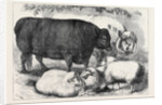 Prize Cattle and Sheep at the Smithfield Club Show 1871 by Anonymous