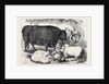 Prize Cattle and Sheep at the Smithfield Club Show 1871 by Anonymous