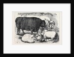 Prize Cattle and Sheep at the Smithfield Club Show 1871 by Anonymous