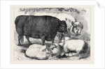 Prize Cattle and Sheep at the Smithfield Club Show 1871 by Anonymous