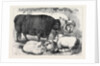 Prize Cattle and Sheep at the Smithfield Club Show 1871 by Anonymous