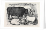 Prize Cattle and Sheep at the Smithfield Club Show 1871 by Anonymous