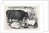 Prize Cattle and Sheep at the Smithfield Club Show 1871 by Anonymous