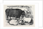 Prize Cattle and Sheep at the Smithfield Club Show 1871 by Anonymous