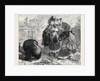 The Compliments of the Season 1871 by Anonymous